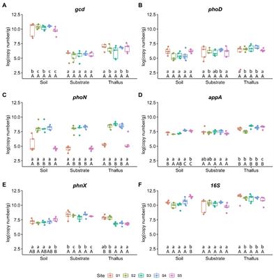 Peltigera frigida Lichens and Their Substrates Reduce the Influence of Forest Cover Change on Phosphate Solubilizing Bacteria